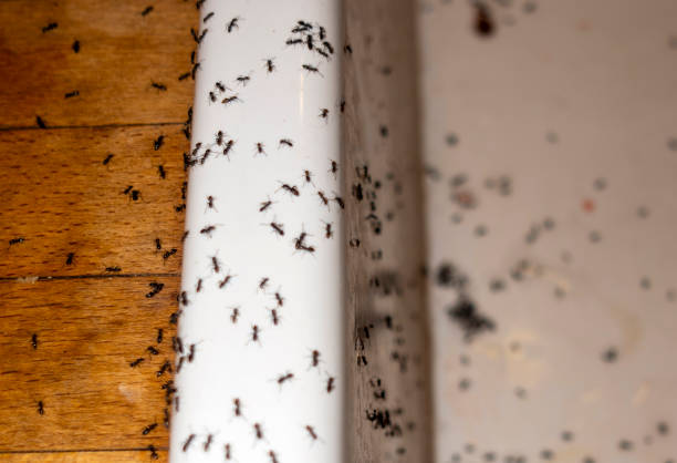 Best Pest Removal Services  in Amboy, WA